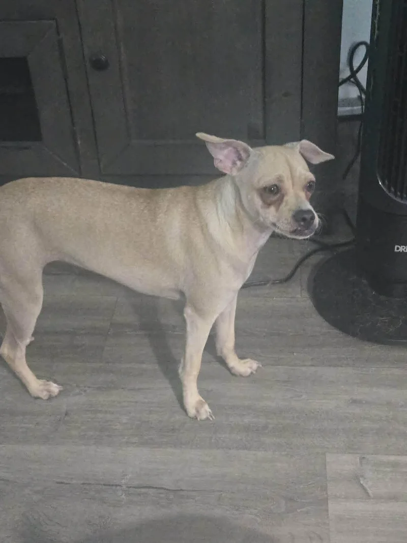 A young small-sized female Apricot / Beige Italian Greyhound dog named Nessie for adoption in Poway, CA