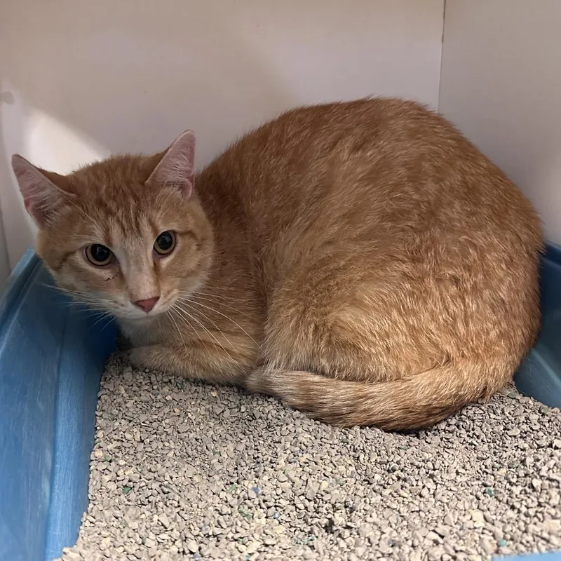 A young large-sized male Orange / Red Domestic Short Hair cat named Cajun Fox for adoption in Troy, IL