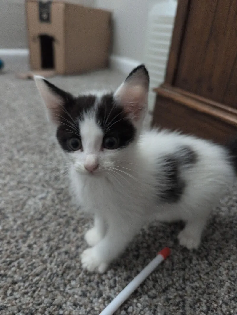 A baby small-sized male Domestic Medium Hair cat named Blane for adoption in Wilmington, NC