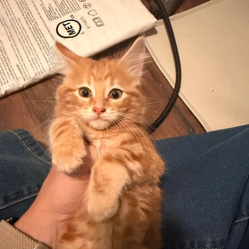 A baby small-sized male Orange / Red Domestic Medium Hair cat named Mantis for adoption in Overland Park, KS