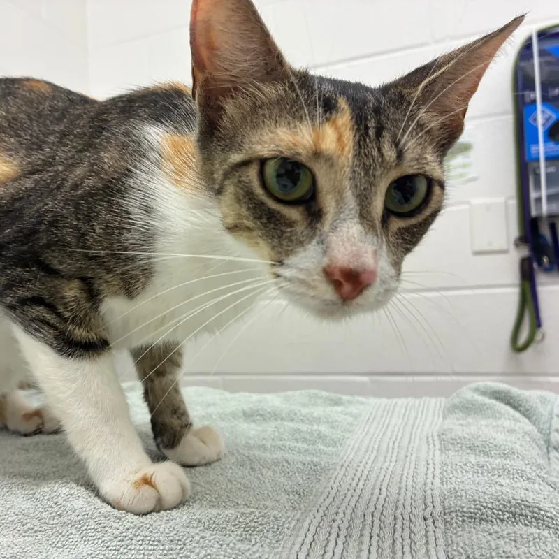 An adult medium-sized female Calico Domestic Short Hair cat named Elodie for adoption in Corpus Christi, TX