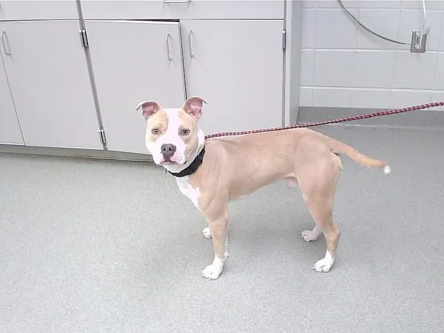 A young medium-sized male Boxer dog named Apollo for adoption in Omaha, NE