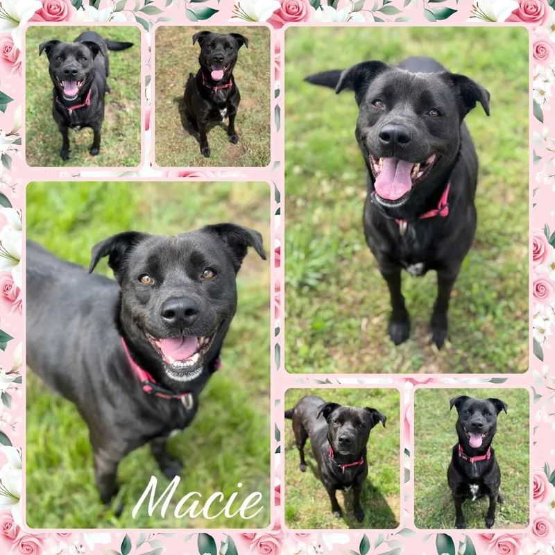 Macie