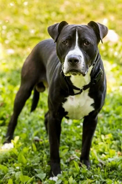 An adult medium-sized male Mixed Breed dog named Mr White Sox for adoption in West Chester, PA