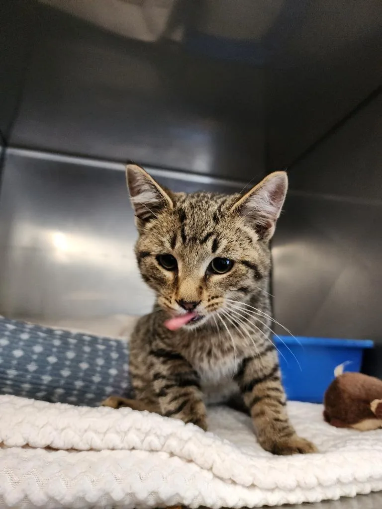 A baby medium-sized male Domestic Short Hair cat named Ducky for adoption in Virginia, MN