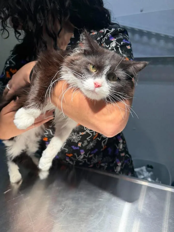 A young large-sized male Domestic Long Hair cat named Harold for adoption in Greensburg, IN