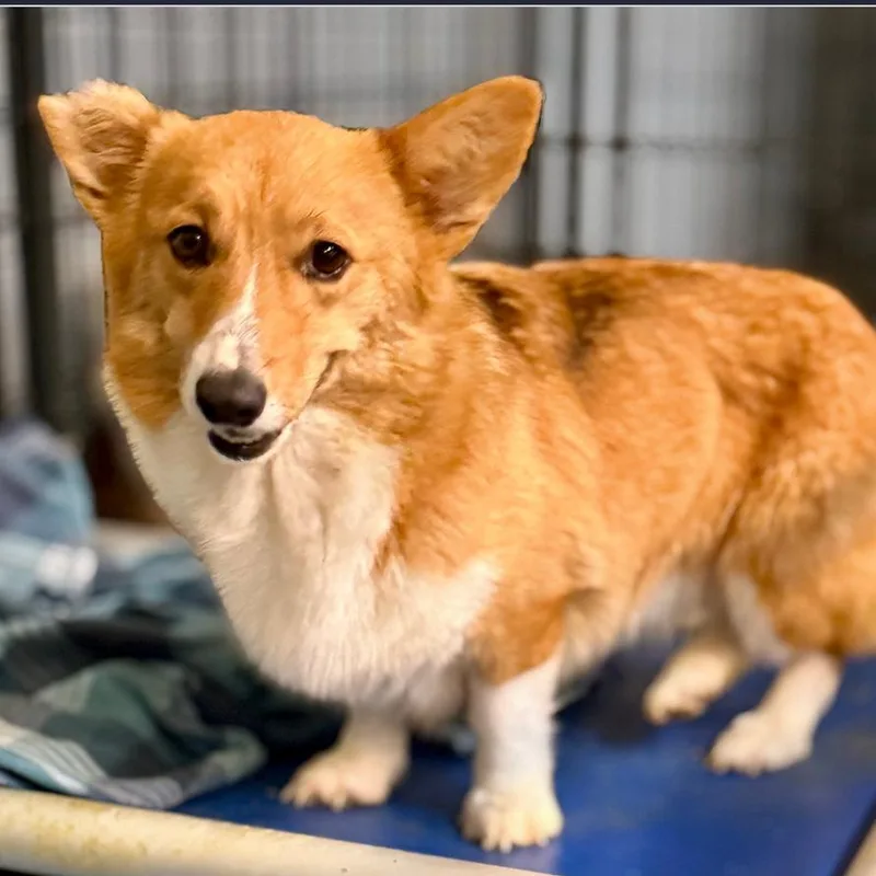 An adult small-sized female Red / Chestnut / Orange Corgi dog named Dawn for adoption in DeKalb, IL