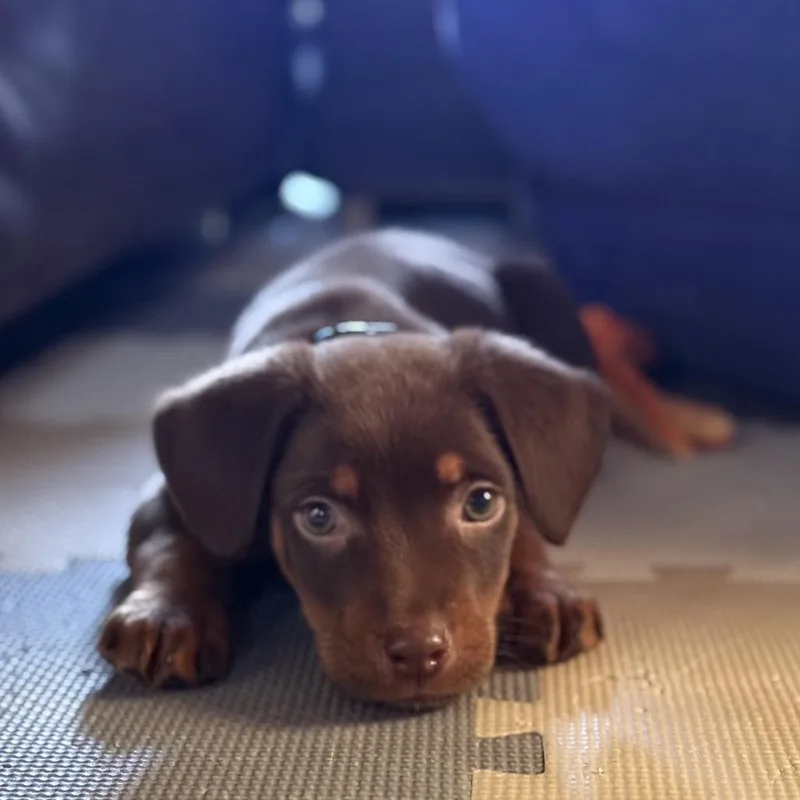 Fergus thumbnail 5