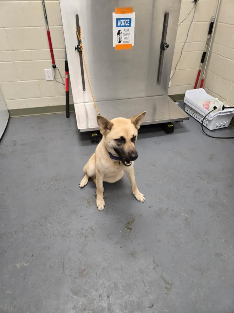 A young medium-sized female Shepherd dog named 2026-05-212 for adoption in Winder, GA
