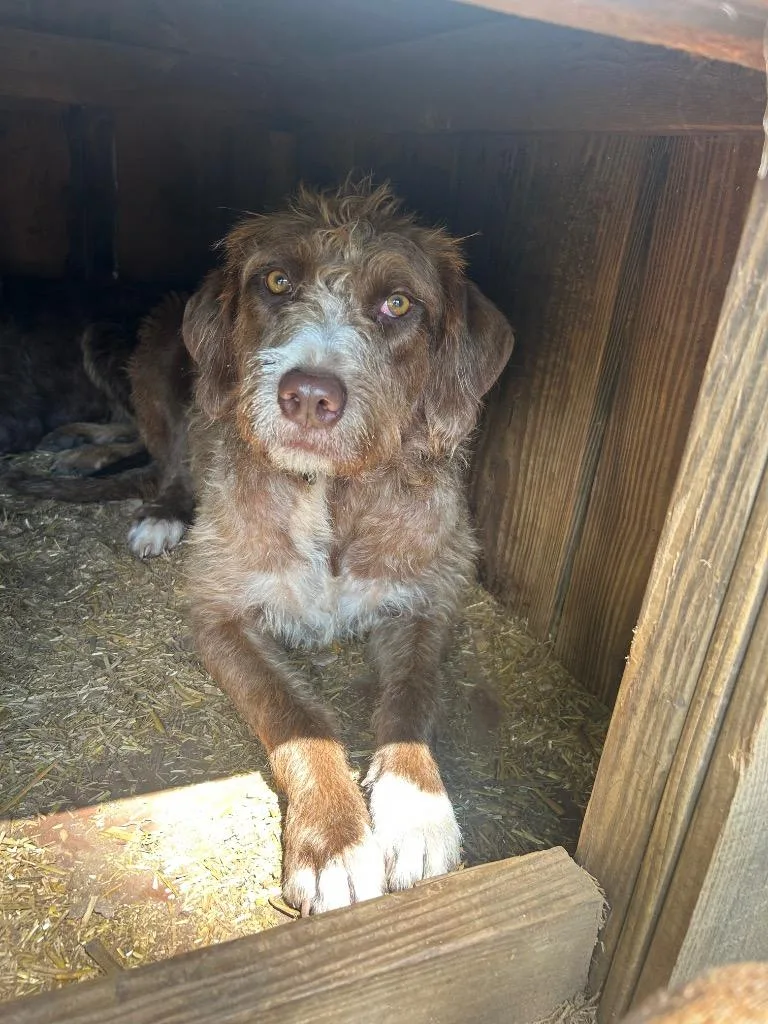 A young medium-sized female Wirehaired Pointing Griffon dog named Crimson for adoption in Russellville, KY