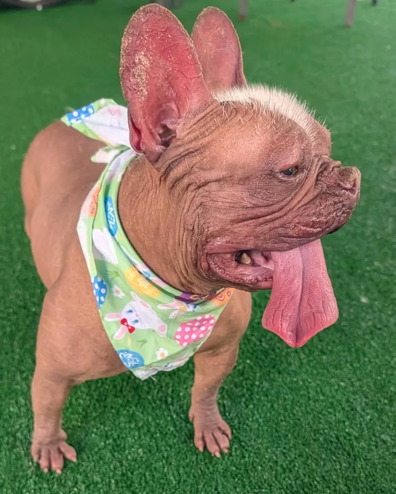 BettyHairless Frenchie!