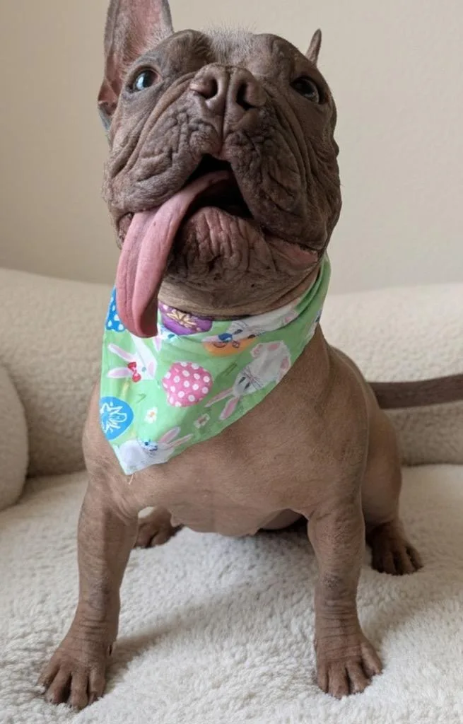 BettyHairless Frenchie! thumbnail 2