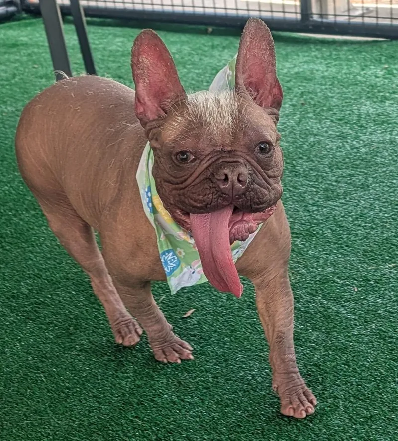 BettyHairless Frenchie! thumbnail 3