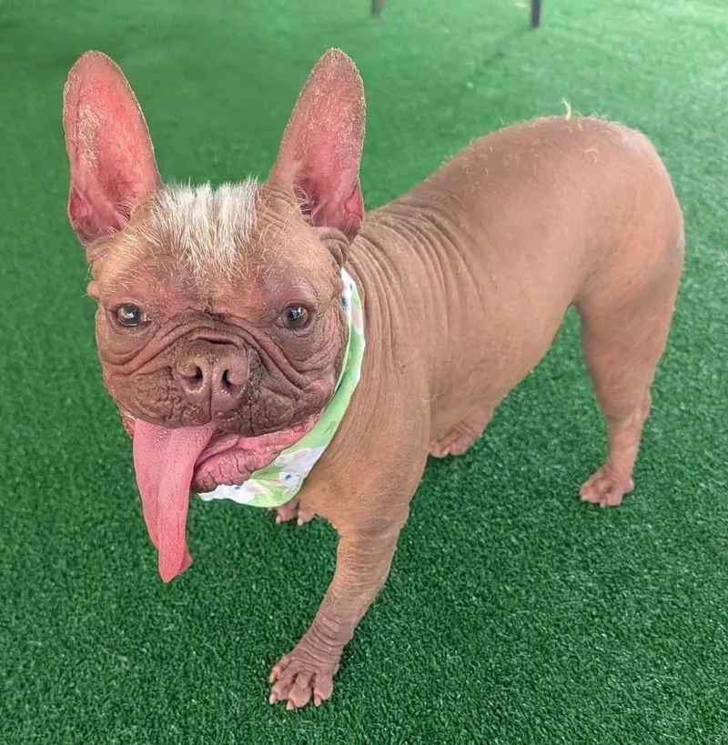 BettyHairless Frenchie! thumbnail 4