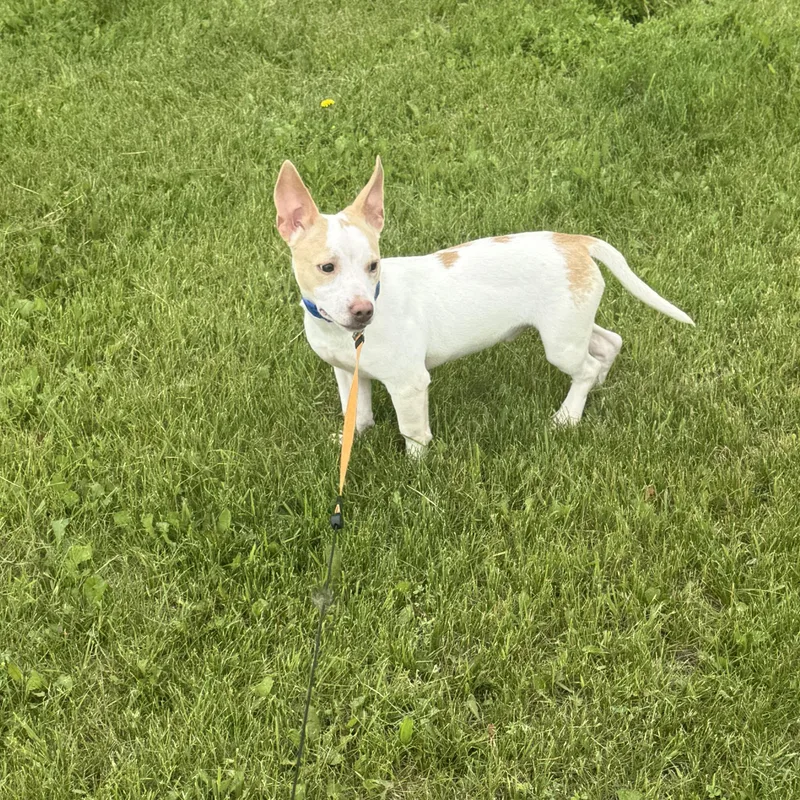 A baby small-sized male Yellow / Tan / Blond / Fawn Chihuahua dog named Tango for adoption in Cando, ND