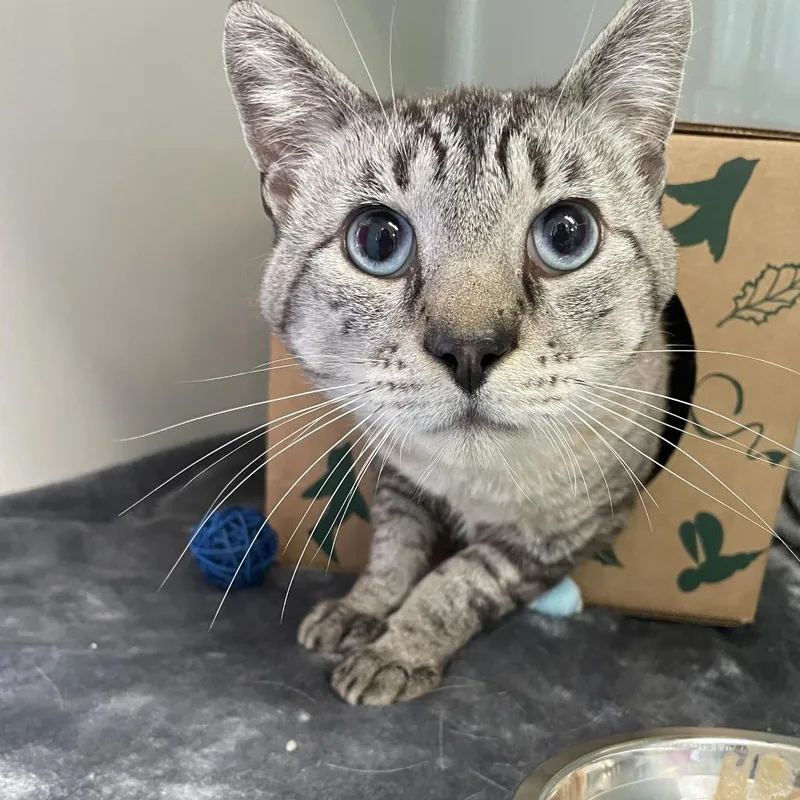 An adult large-sized male Gray / Blue / Silver Domestic Short Hair cat named Smoke for adoption in Saint Charles, MO