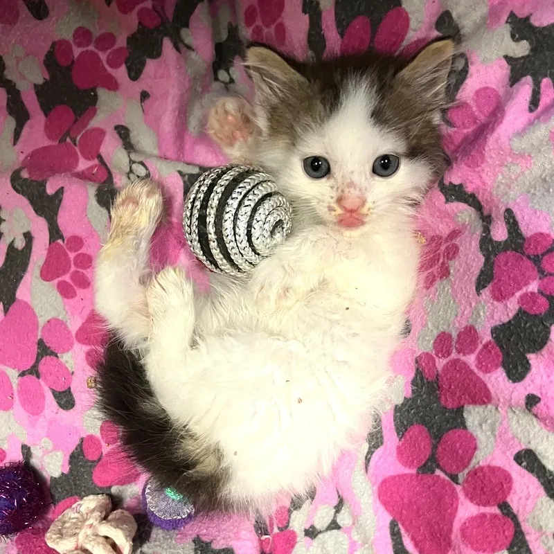 A baby small-sized male White Domestic Short Hair cat named Zuko for adoption in Folsom, LA