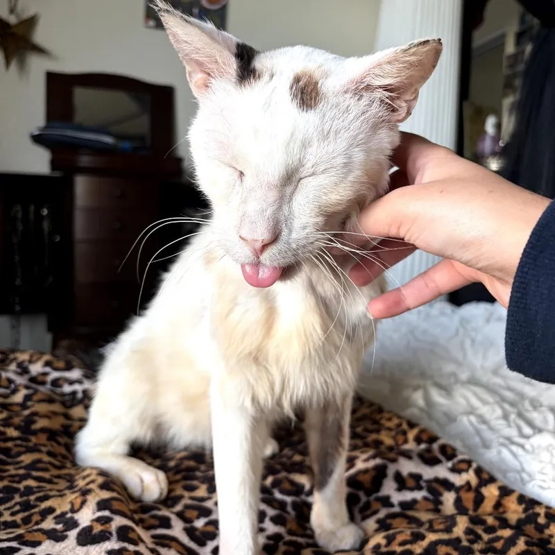 A senior small-sized male Cream / Ivory Siamese cat named Adrian for adoption in Pacific Palisades, CA