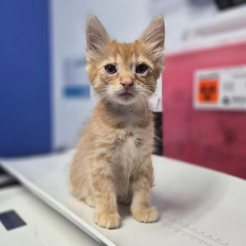 A baby small-sized male Domestic Medium Hair cat named Jey Uso for adoption in Wahiawa, HI