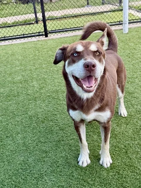 An adult large-sized male Mixed Breed dog named Adam for adoption in Dallas, TX