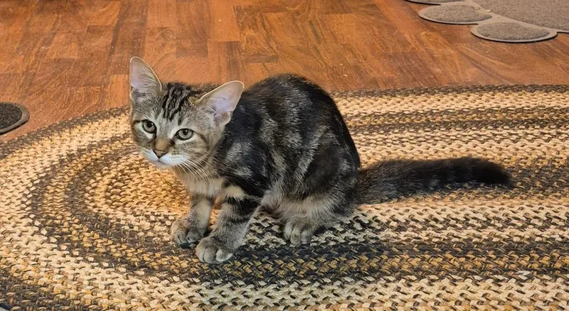 A baby medium-sized female Domestic Short Hair cat named Ember for adoption in South Bend, IN