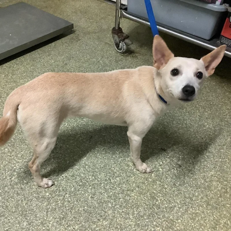 An adult small-sized female Yellow / Tan / Blond / Fawn Chihuahua dog named Snowy  Chino Hills for adoption in Chino Hills, CA