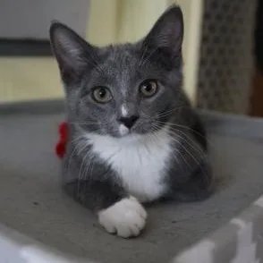 A baby medium-sized male Gray & White Domestic Short Hair cat named Carlos for adoption in Mount Rainier, MD
