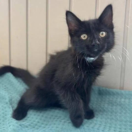 A baby small-sized male Domestic Medium Hair cat named Purrito for adoption in Long Beach, CA