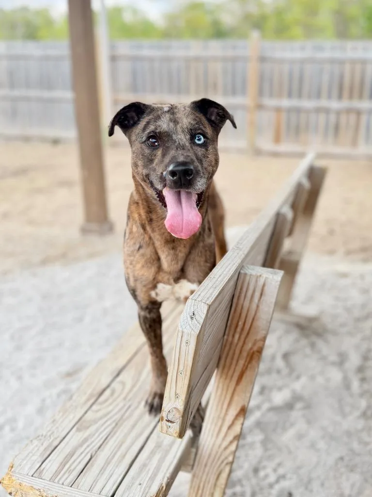 A young medium-sized male Mixed Breed dog named Eli for adoption in Muskegon, MI