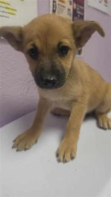 A baby small-sized female Brown / Chocolate Australian Shepherd dog named 61353085 for adoption in El Paso, TX