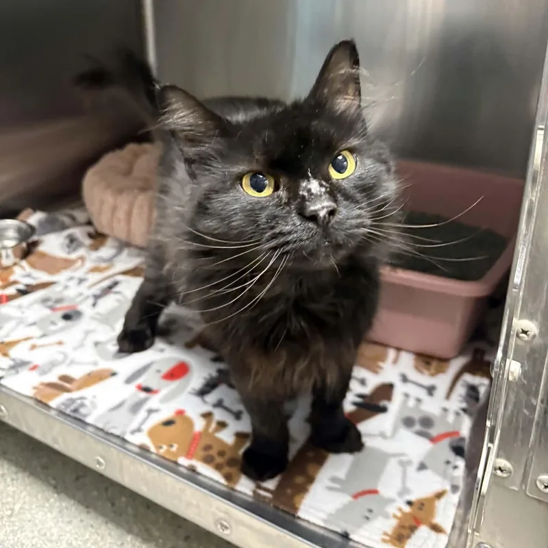 An adult medium-sized male Black Domestic Long Hair cat named Dewdrop for adoption in Valparaiso, IN