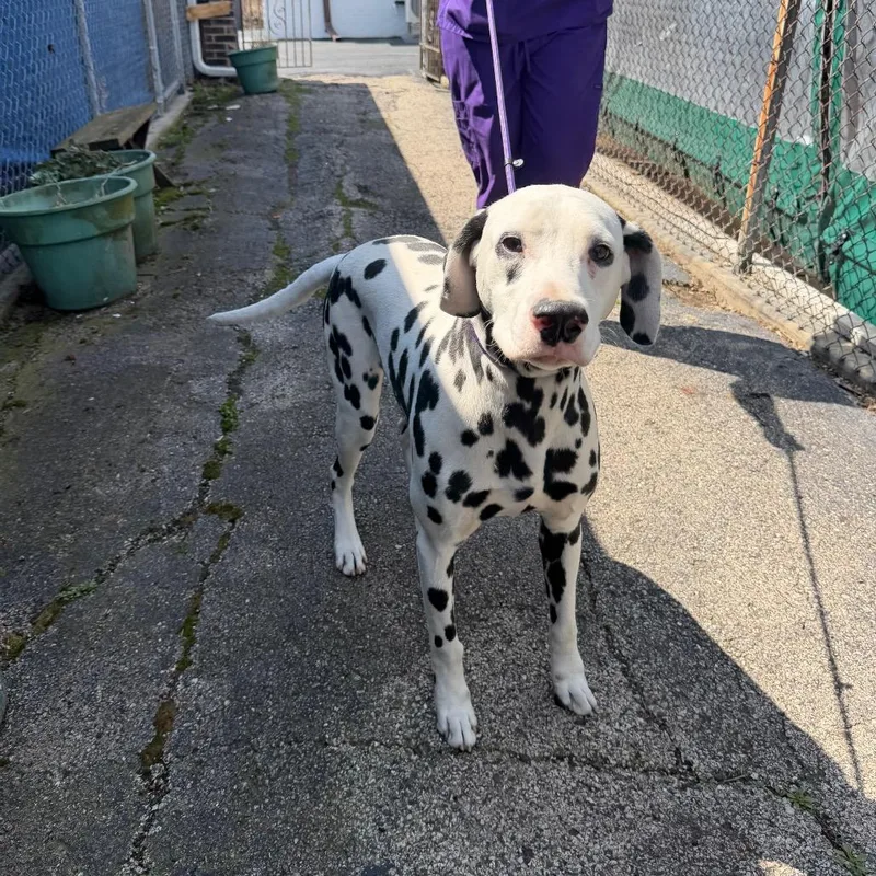 A young medium-sized male Yellow / Tan / Blond / Fawn Dalmatian dog named Spot for adoption in Northbrook, IL