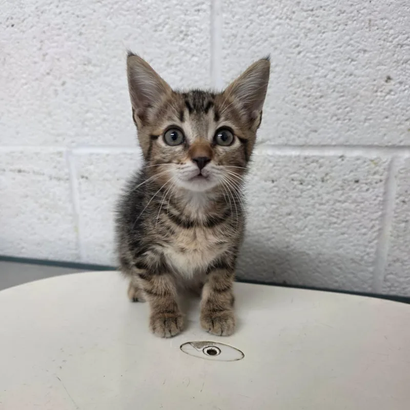 A baby small-sized male Brown / Chocolate Domestic Short Hair cat named Vic for adoption in Edinburg, TX