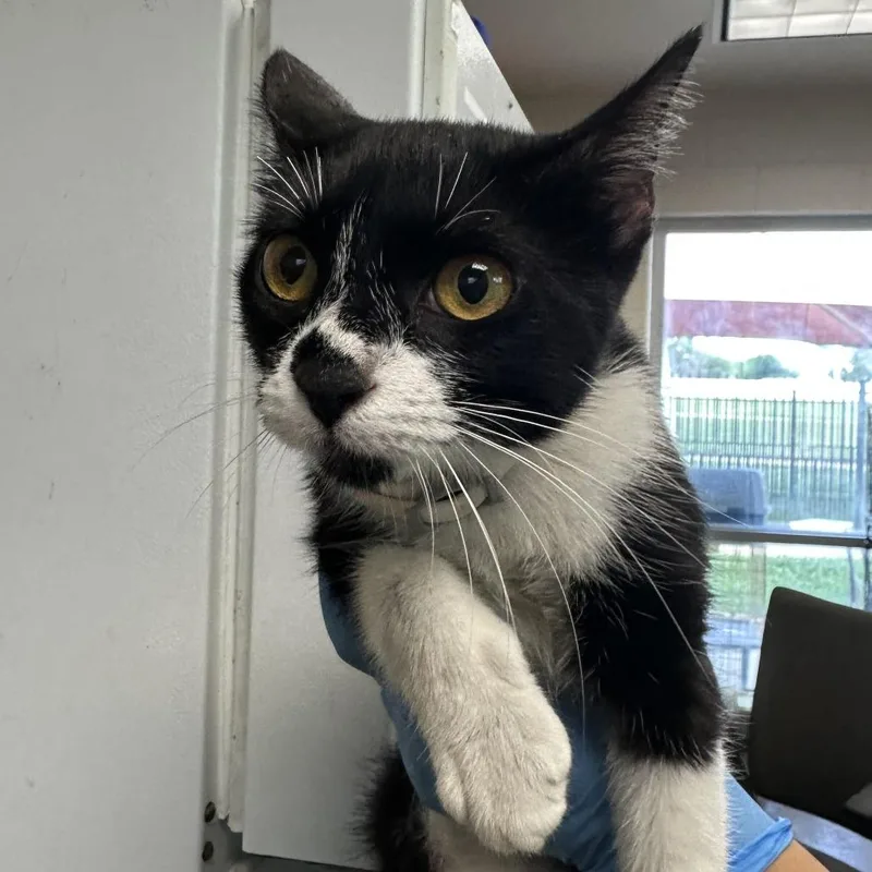 A young medium-sized female Black Domestic Short Hair cat named Oreo for adoption in San Antonio, TX