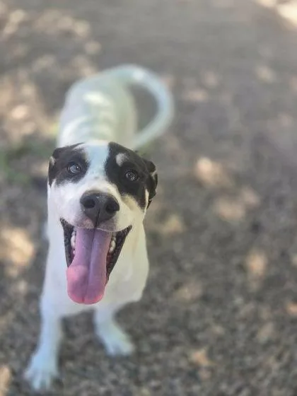 A young medium-sized female White / Cream Mixed Breed dog named Margo for adoption in Canon City, CO