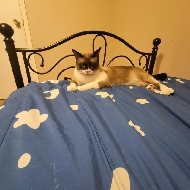 An adult small-sized male Snowshoe cat named Harry Potter for adoption in Blountville, TN