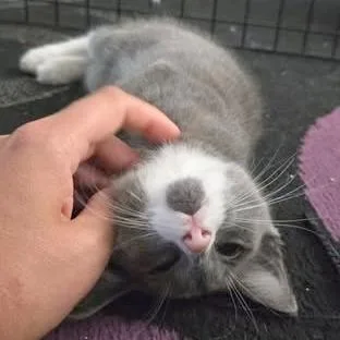 A baby small-sized male Gray / Blue / Silver Domestic Short Hair cat named Atticus for adoption in FAIRWAY, KS