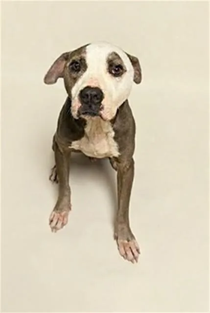 A young medium-sized female Mixed Breed dog named Angel for adoption in Jacksonville, FL