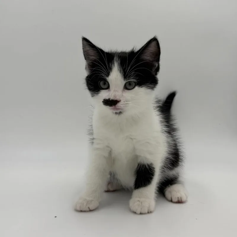 A baby medium-sized male Domestic Short Hair cat named Char for adoption in State College, PA