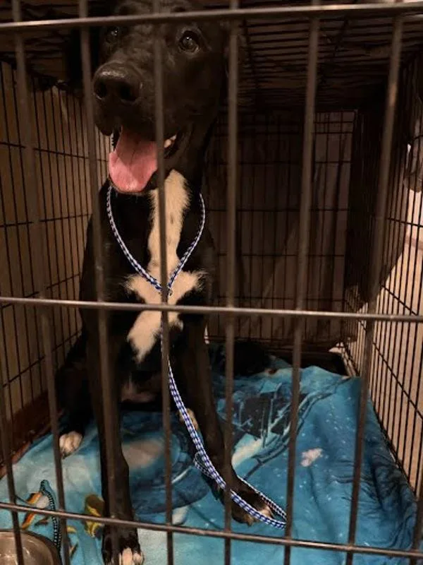 A young extra large-sized female Great Dane dog named Samara for adoption in Austin, TX