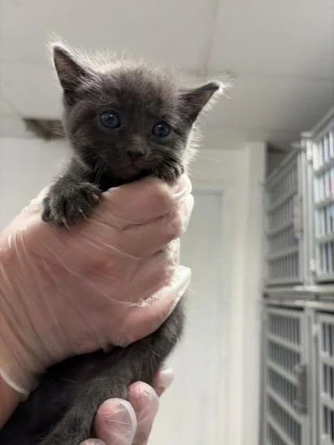 A baby small-sized male Domestic Short Hair cat named Skipper for adoption in San Bernardino, CA