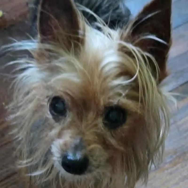 A senior small-sized female Yorkshire Terrier dog named Sasha for adoption in Cherry Hill, NJ