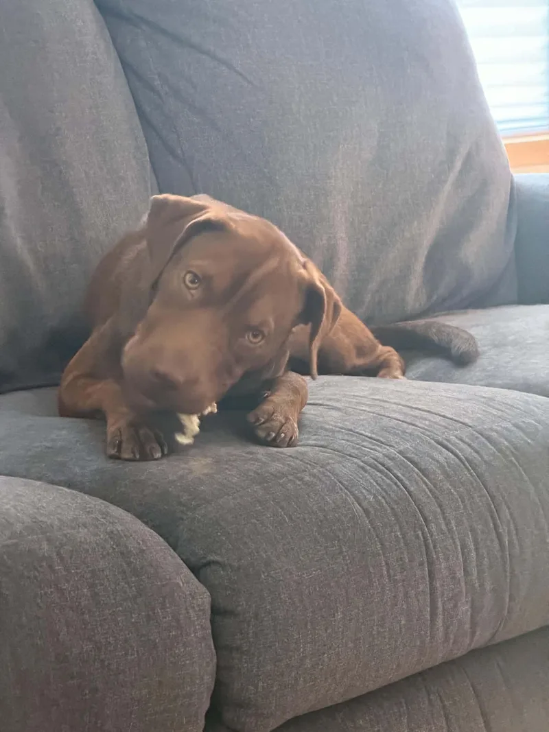 An adult medium-sized female Brown / Chocolate Chocolate Labrador Retriever dog named Nestle for adoption in Brunswick, ME