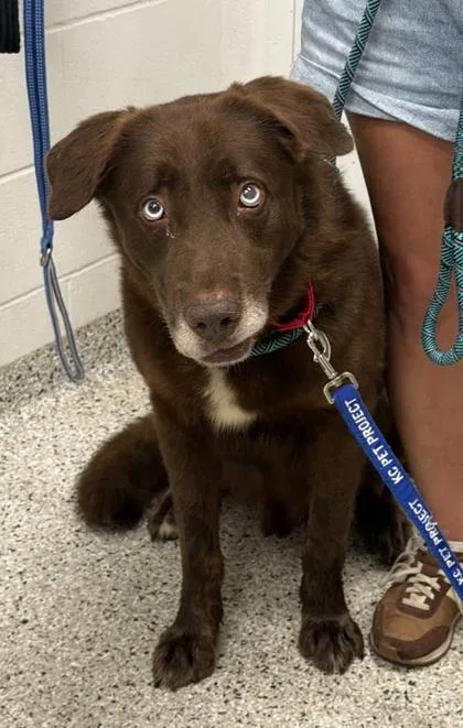 An adult extra large-sized male Brown / Chocolate Mixed Breed dog named Lobo for adoption in Kansas City, MO