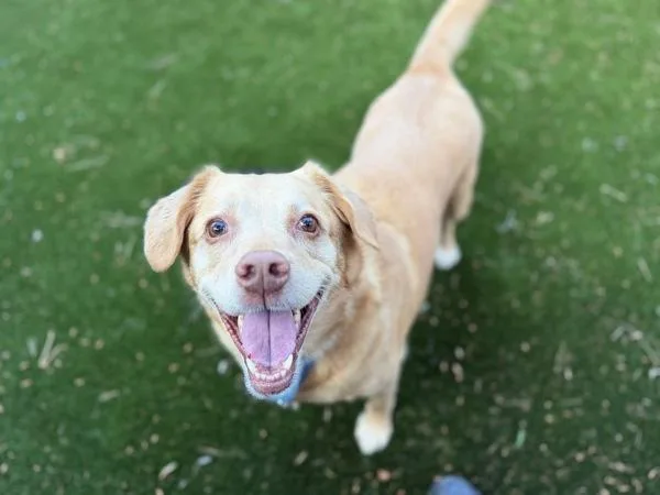 A senior large-sized female Labrador Retriever dog named Birdie for adoption in Escondido, CA