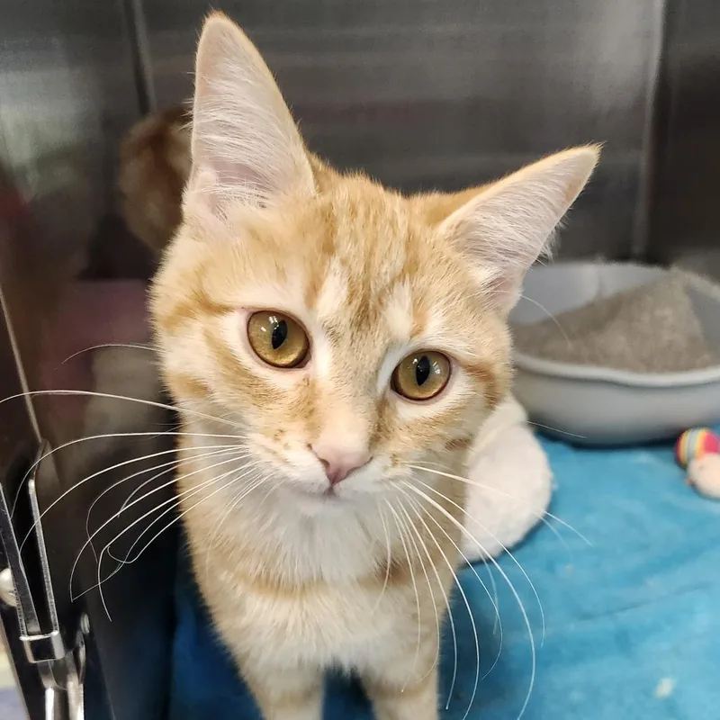 A baby small-sized female Orange / Red Domestic Short Hair cat named Pumpkin Spice for adoption in Columbia Station, OH