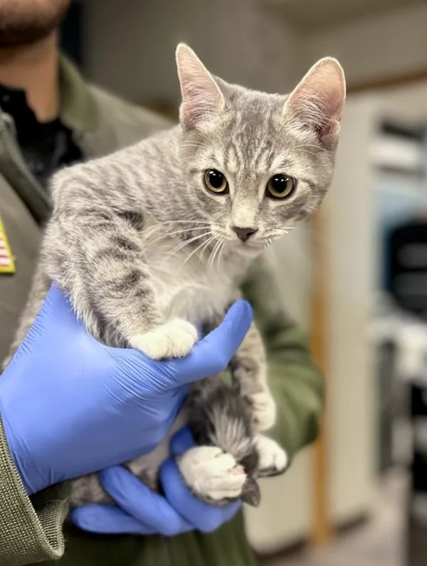 A baby small-sized female Domestic Short Hair cat named Suzie for adoption in Victorville, CA