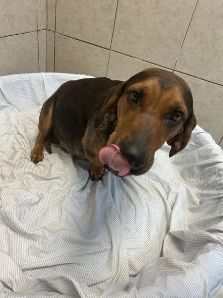 An adult medium-sized female Basset Hound dog named Anna for adoption in Osage Beach, MO