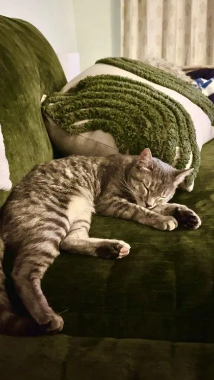 Zuri `a Priority Pet` thumbnail 2