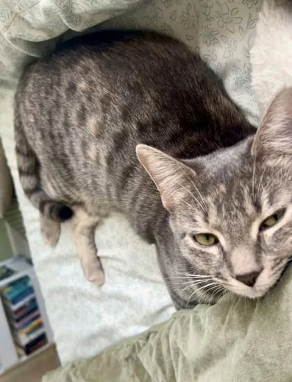 Zuri `a Priority Pet` thumbnail 3